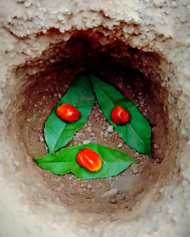 Feuilles et colas déposées en terre